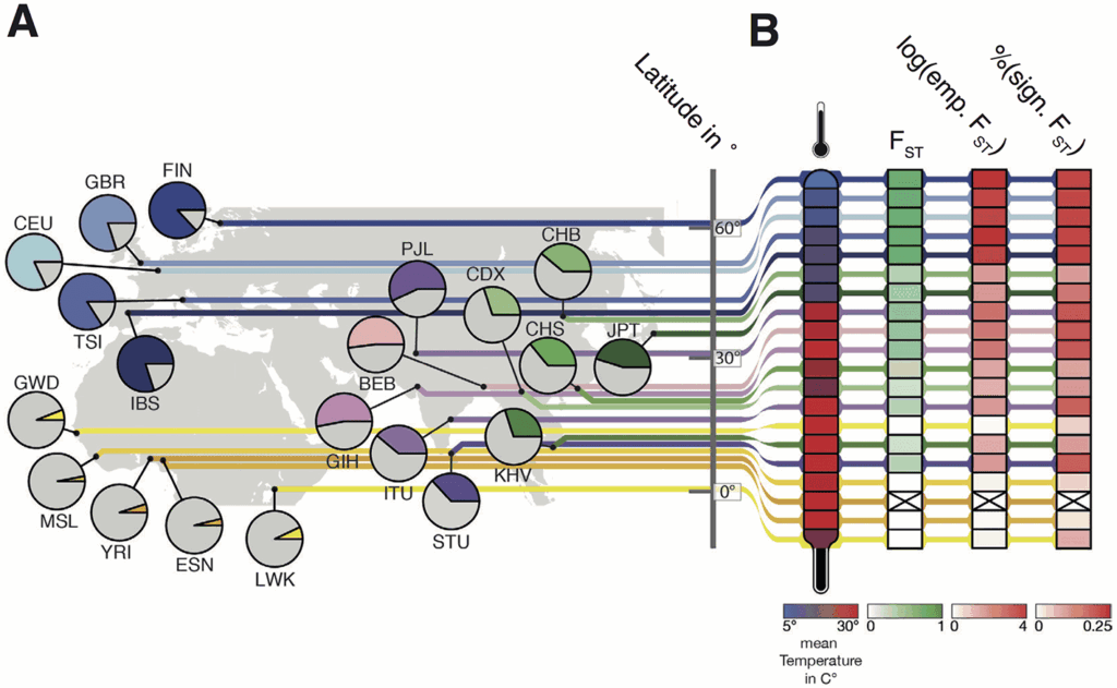 Figure 1 from Key et al 2018, showing the populations analysed, their allele frequencies for the variant associated with migraine (in colour), the average temperature, and FST signaturess.