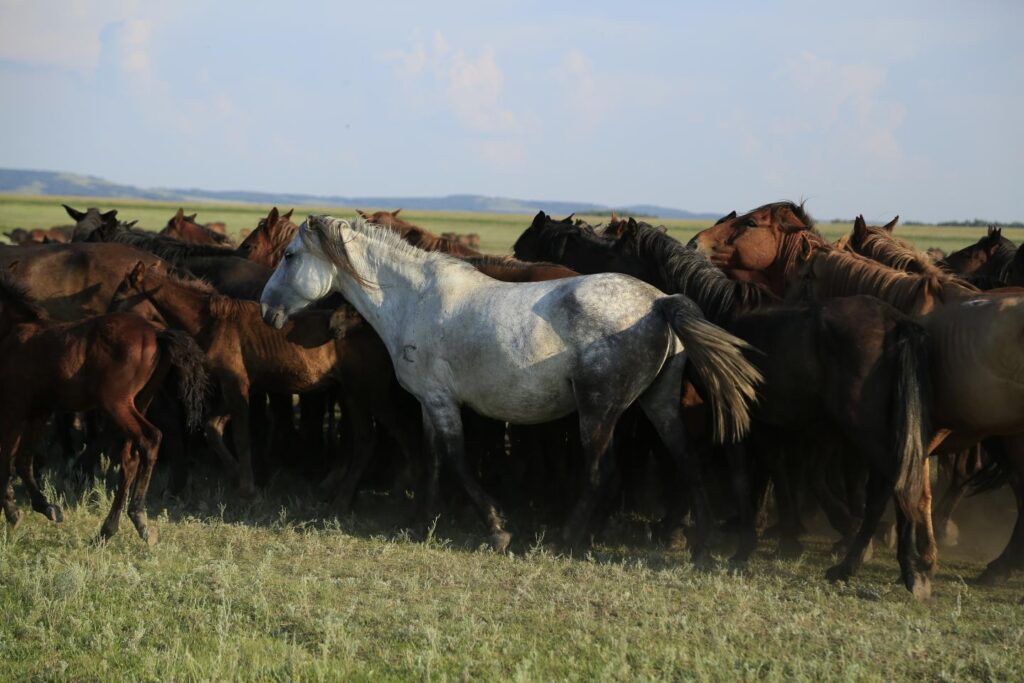 A herd of Kazakh horses in the Pavlodar region of Kazakhstan in August 2016. Credit: Ludovic Orlando