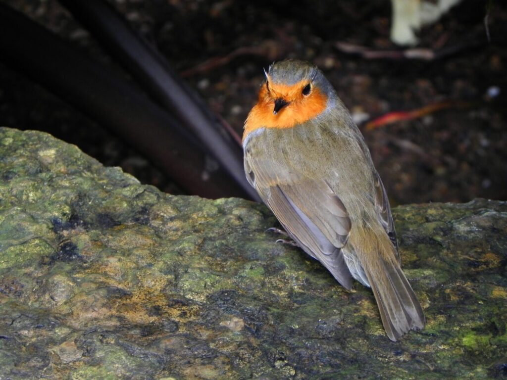 European robin (Erithacus rubecula), picture by Michela Leonardi