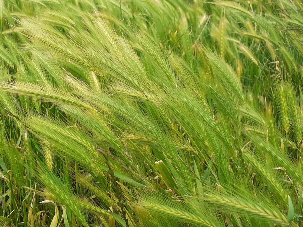 Crops. Photo by Michela Leonardi